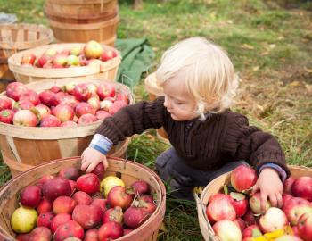 small child picking apples out of baskets