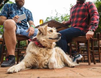 dog on a patio at a brewery with two men sitting at a table behind the pup