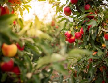 apples on a tree in an orchard