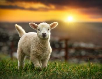 baby sheep on a hill at sunset