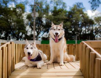 two dogs outside on a deck