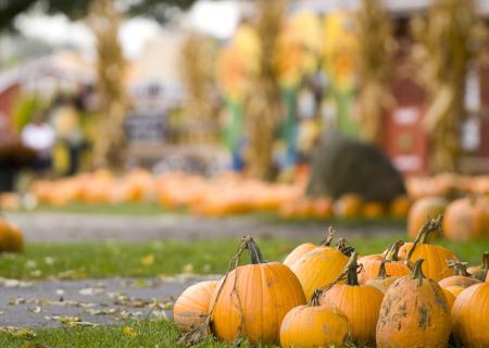 focus on several pumpkins with blurry background of more in a pumpkin patch