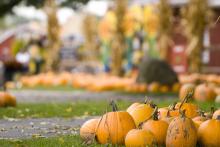 focus on several pumpkins with blurry background of more in a pumpkin patch