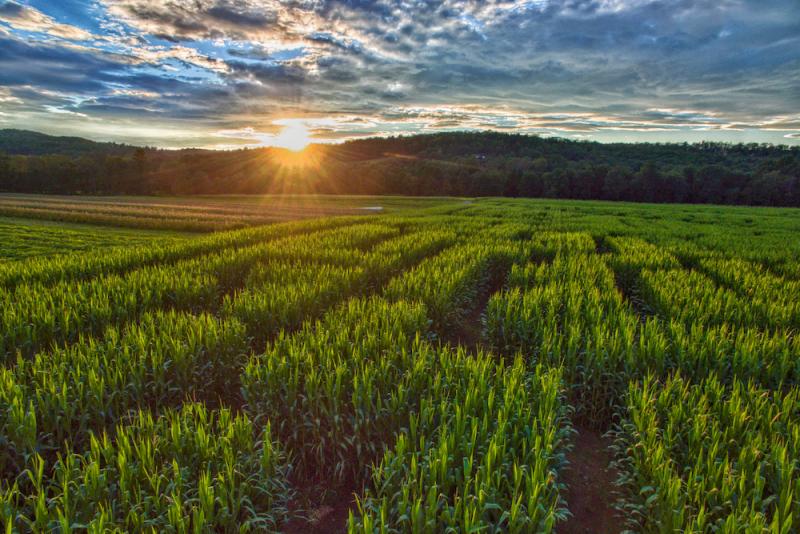 corn maze