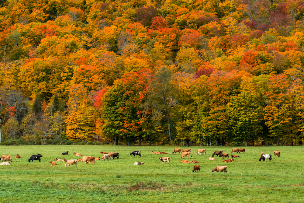cattle grazing in a field with fall foliage in the background