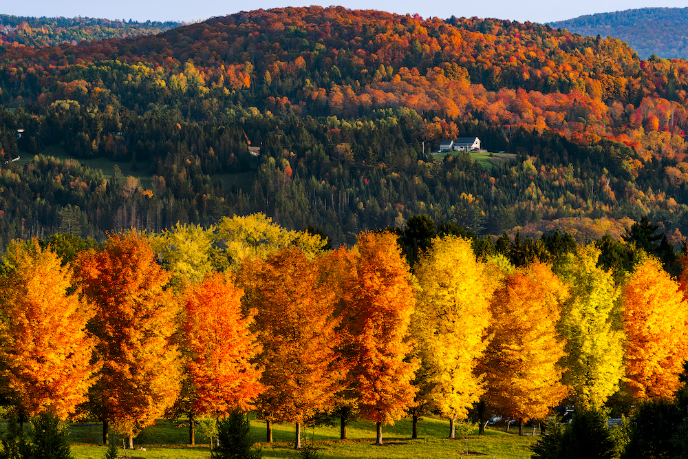 bright birch trees showing fall colors
