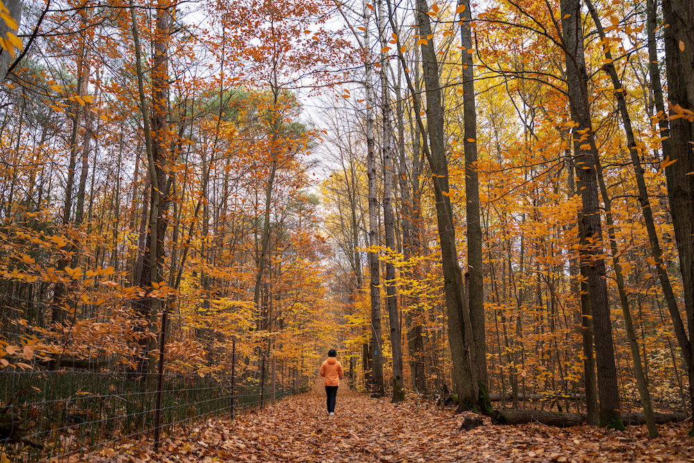 Person standing in woods in Vermont during fall