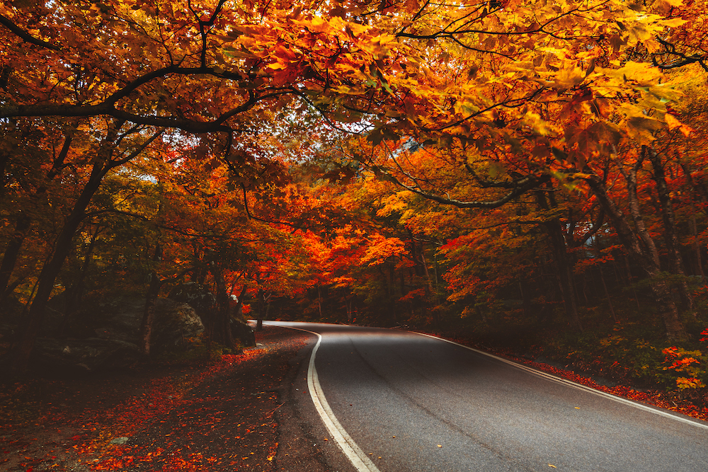 tunnel of trees along a scenic road during fall in Vermont